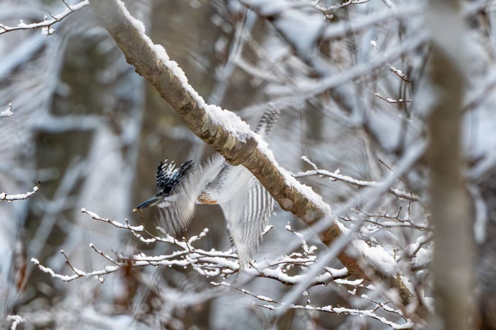 A Crested Kingfisher taking off from snow-covered branches, wings extended, with blurred background emphasizing the bird and foreground branches.  
雪をかぶった枝から飛び立つヤマセミ。翼を広げ、背景はぼかされ鳥と前景の枝が強調されている。