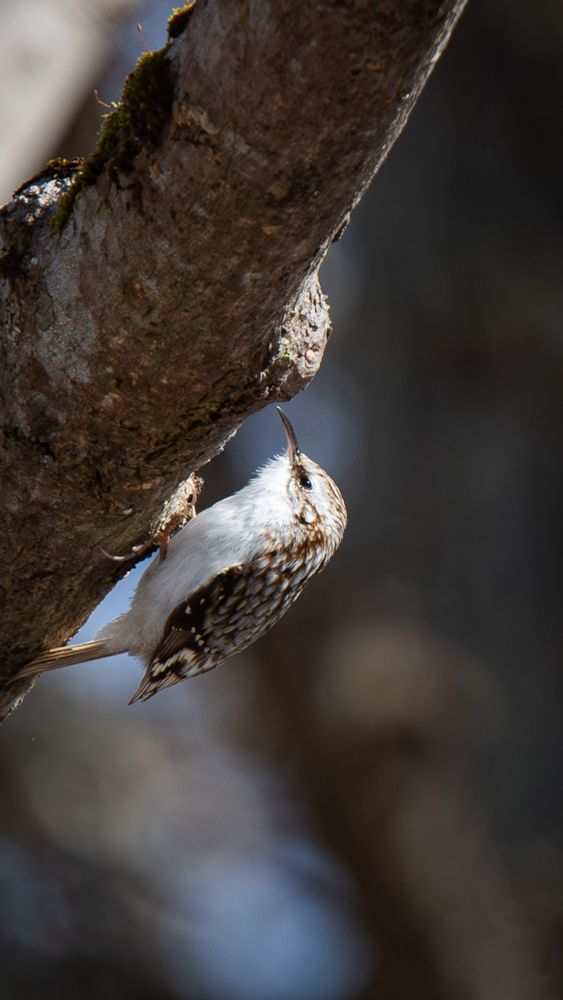 A Eurasian Treecreeper clings to the side of a tree, its curved beak pointing upward. The bird’s white underside contrasts with its brown back and wings, which blend into the bark. The background is softly blurred, focusing attention on the bird and the tree trunk.
木の幹に張り付くキバシリが写っている。上向きに反ったくちばしが特徴的で、白いお腹と、樹皮に溶け込むような褐色の背中や翼がよくわかる。背景は柔らかくボケており、鳥と木の幹に視線が集まる構図になっている。