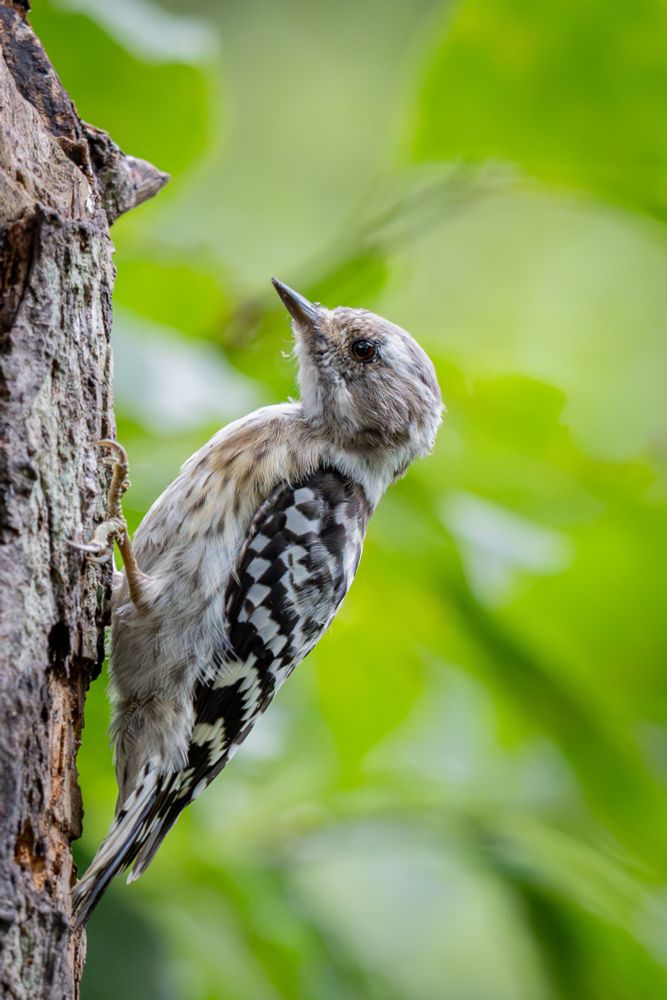 A Japanese Pygmy Woodpecker clings to the side of a tree, looking upward. Its feathers are a mix of soft brown and black-and-white patterns, with a blurred green background of leaves. コゲラが木の幹にとまり、上を見上げている。羽は淡い茶色と白黒模様で、背景は緑の葉がぼけて写っている。