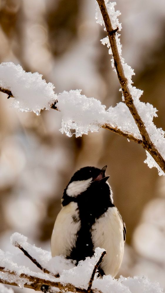 A Cinereous Tit perches on a snow-covered branch, singing with its beak open. The surrounding branches are also covered in snow, forming shapes that resemble delicate white flowers. The background is softly blurred.
シジュウカラが雪に覆われた枝にとまり、くちばしを開いて鳴いている。周囲の枝にも雪が積もり、繊細な白い花のような形を作っている。背景は柔らかくぼかされている。