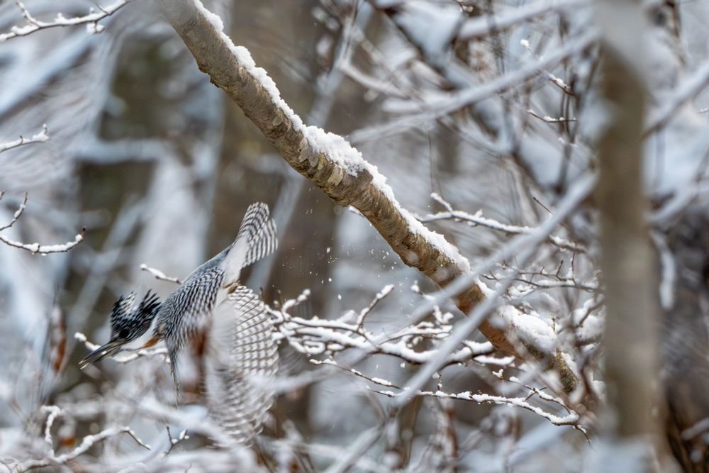 A Crested Kingfisher in mid-flight among snow-covered forest branches, wings spread, crest visible, with falling snowflakes in the frame.  
雪に覆われた森の枝の間を飛ぶヤマセミ。翼を広げ、冠羽が見え、画面には雪片が写っている。