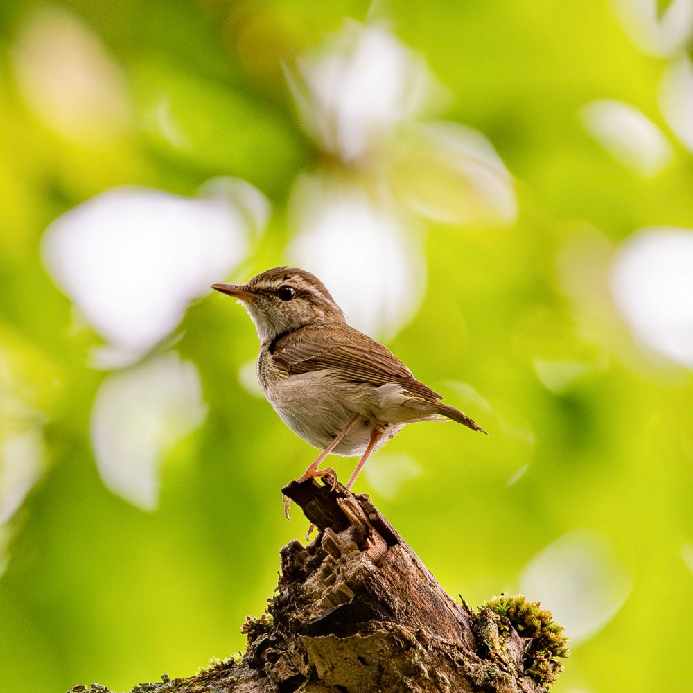 A Sakhalin Leaf Warbler perches on a mossy tree stump, surrounded by a vibrant green forest background with soft bokeh. The bird is facing left, showing its olive-brown upperparts and pale underparts.
エゾムシクイが苔むした木の切り株にとまっている。背景は柔らかくぼけた緑の森で、鳥は左を向き、オリーブブラウンの背中と淡い腹部が見えている。