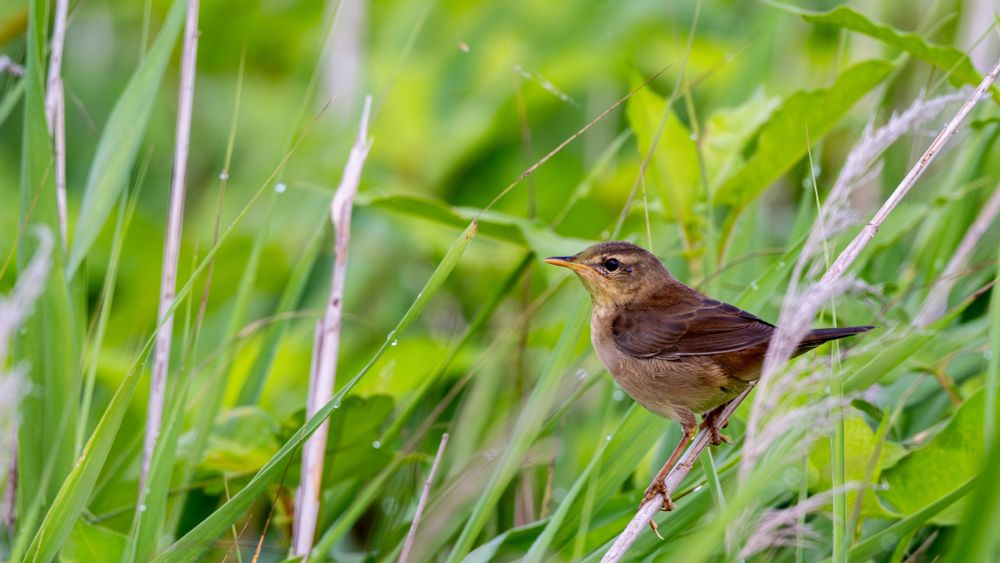 A Middendorff’s Grasshopper Warbler perched on a slanted reed stem, surrounded by lush green grasses and leaves. The bird has a slender body and warm brown upperparts, blending subtly into the surrounding vegetation.
斜めに伸びた草の茎にとまっているシマセンニュウ。周囲は青々とした草や葉に囲まれ、鳥は細身の体つきで、背中はあたたかみのある茶色。草むらの中に自然に溶け込んでいる。
