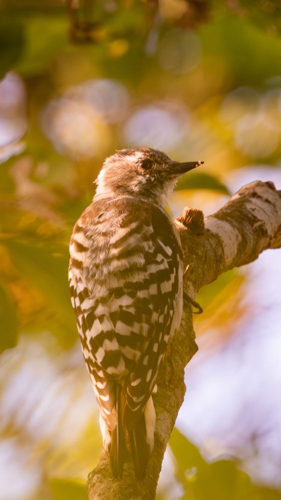 A Japanese Pygmy Woodpecker clings to a tree trunk, photographed from behind. The bird’s black and white patterned feathers stand out against a softly blurred background of green and yellow foliage.
木の幹にとまるコゲラを後ろから撮影した写真。羽の白黒模様が、緑と黄色のやわらかくぼけた背景の中で際立っている。