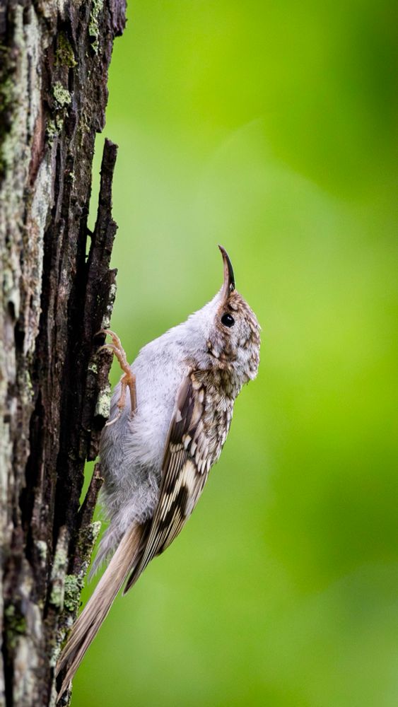 A Eurasian Treecreeper clings vertically to the bark of a tree, its slender curved bill pointing upward. The bird’s mottled brown and white plumage blends into the bark, with a smooth green background providing contrast.
キバシリが木の幹に垂直にとまり、細く湾曲したくちばしを上に向けている。斑模様の茶色と白の羽が樹皮に溶け込み、滑らかな緑色の背景が鳥を引き立てている。