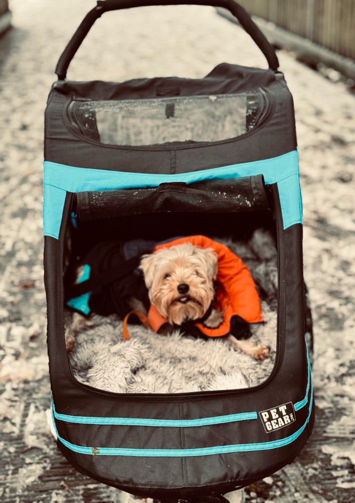 Yorkie dog in pet stroller following surgery after broken leg
