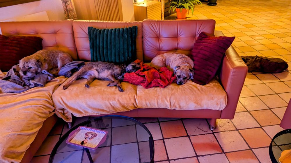 4 Border Terriers sleeping in the house