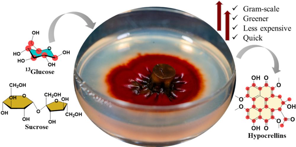 Scaling up the production of fungal perylenequinones and investigating their biosynthesis through stable isotope labeling - Microbial Cell Factories