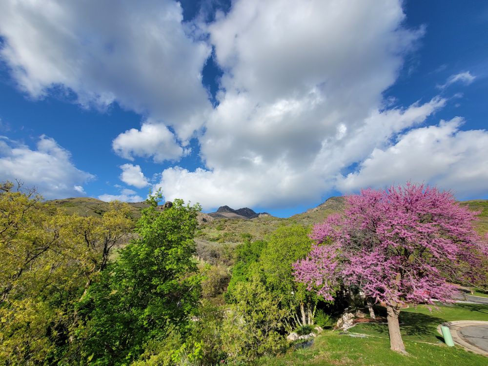 A mountain is photographed with a pink tree in the bottom right