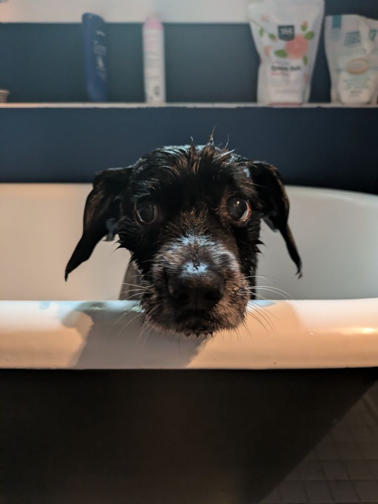 Small black dog in a bathtub. You can only see her soggy head.