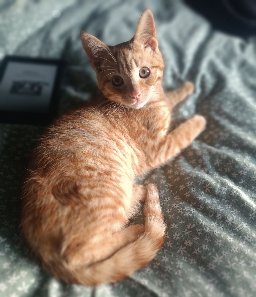 Cute ginger kitten