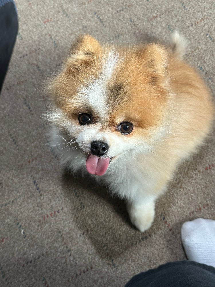 pomeranian 