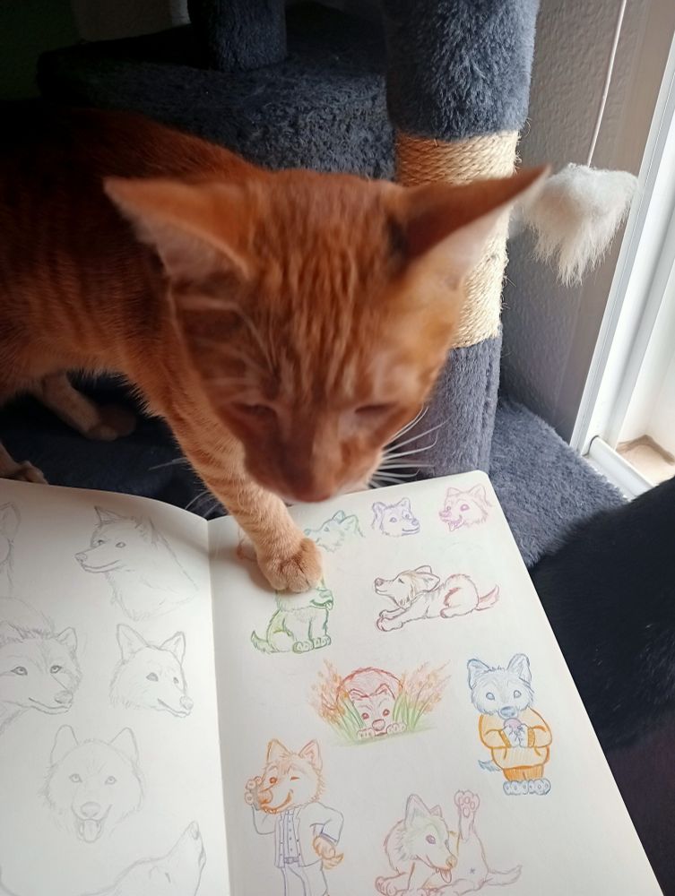 Mi gatillo naranja subiendose a la libreta para que le haga caso.