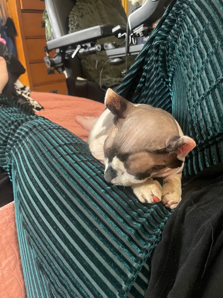 Op wears velvet green striped pants and a cow colored sphynx cat 