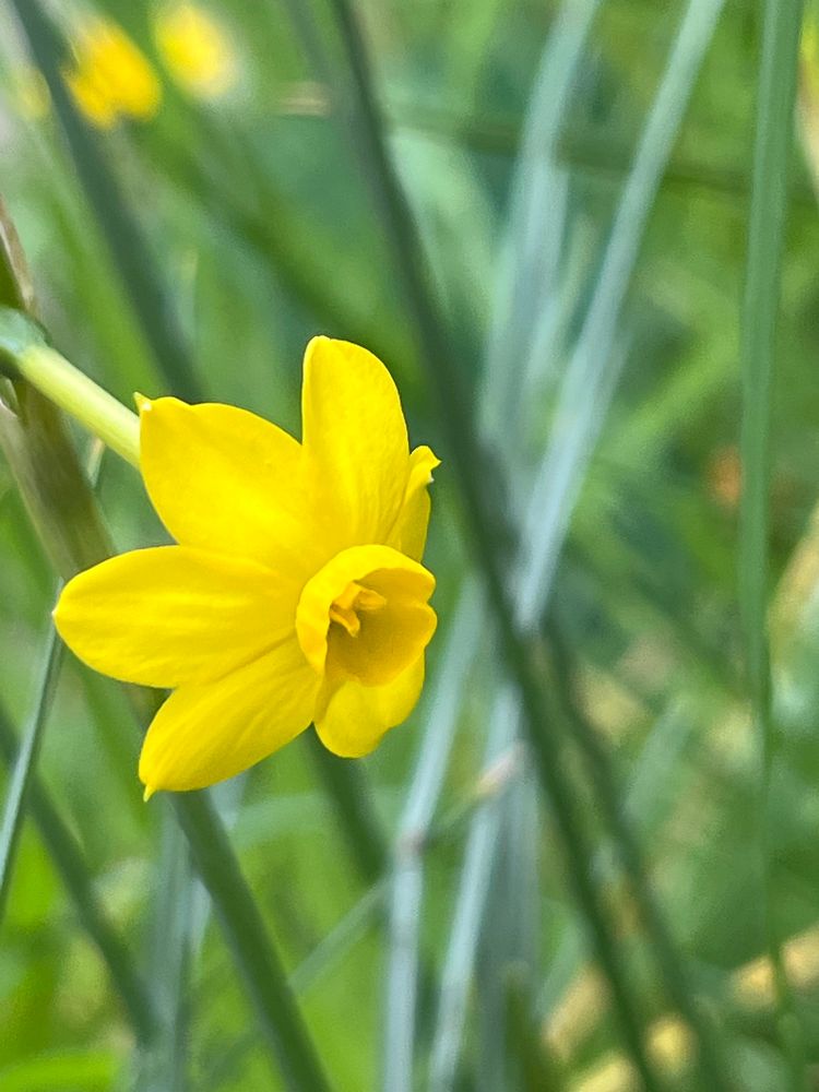 Narcissus ‘Baby Moon’