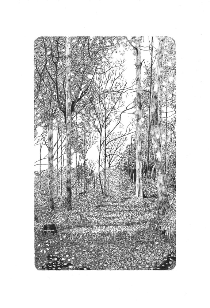 Black and white detailed pen drawing of a woodland landscape. 