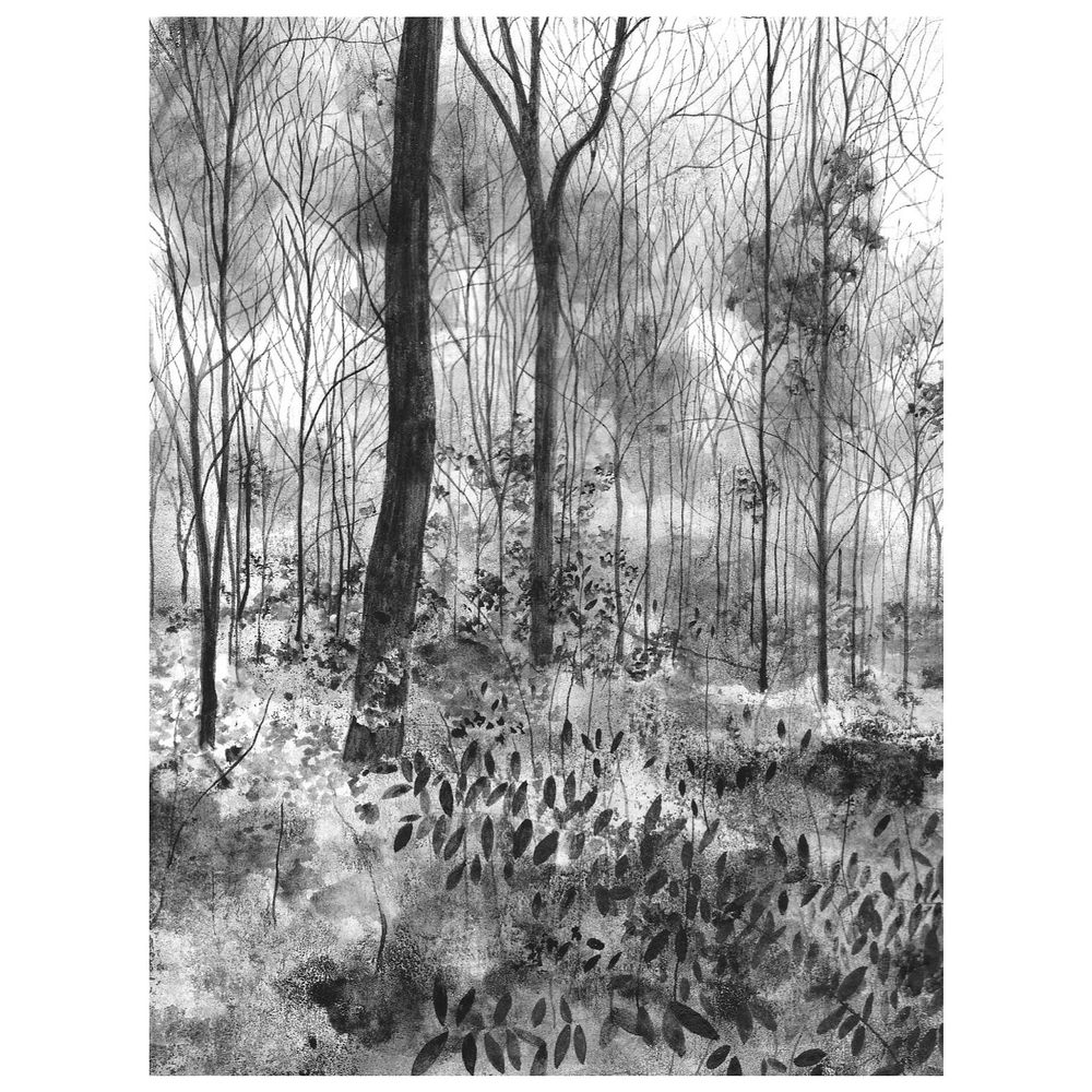 Blank and white ink drawing of a woodland with lots of leaf details in the foreground. 