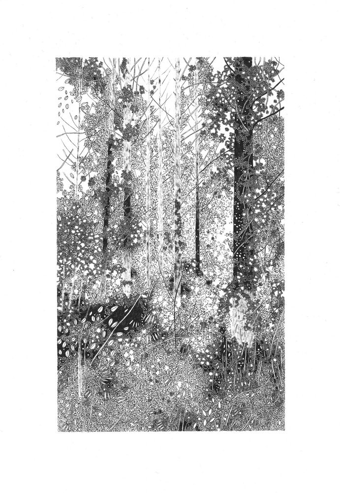 Black and white detailed pen drawing of a woodland landscape. 