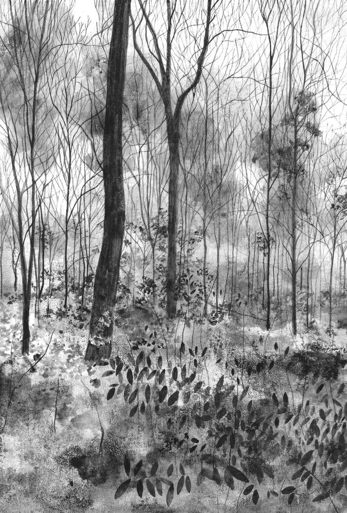 Black and white ink drawing of a woodland landscape. 
