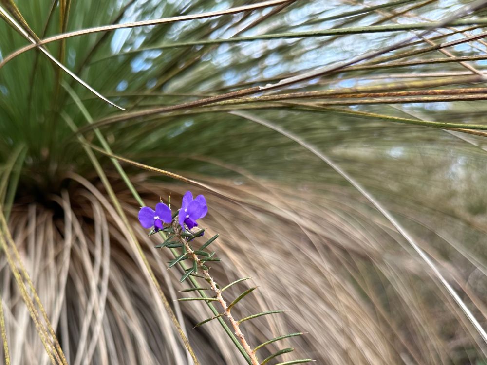 Small purple, pea-like, flowers bunched at the end of a prickly stem. In the background are the long thin leaves of a balga plant, grass tree or Xanthorrhoea.