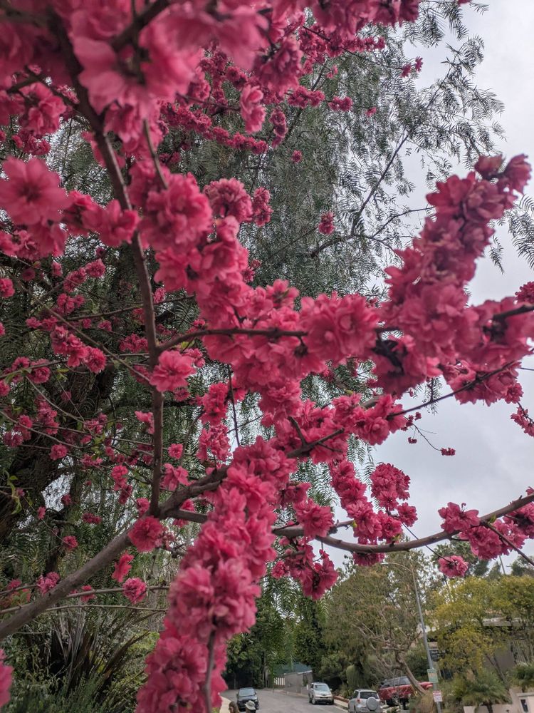 A close-up photo of pink cherry blossoms against a gray sky