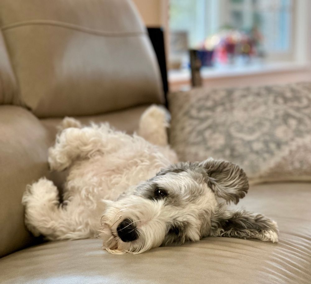 Sealyham Terrier relaxing on a couch looking thoughtful. 