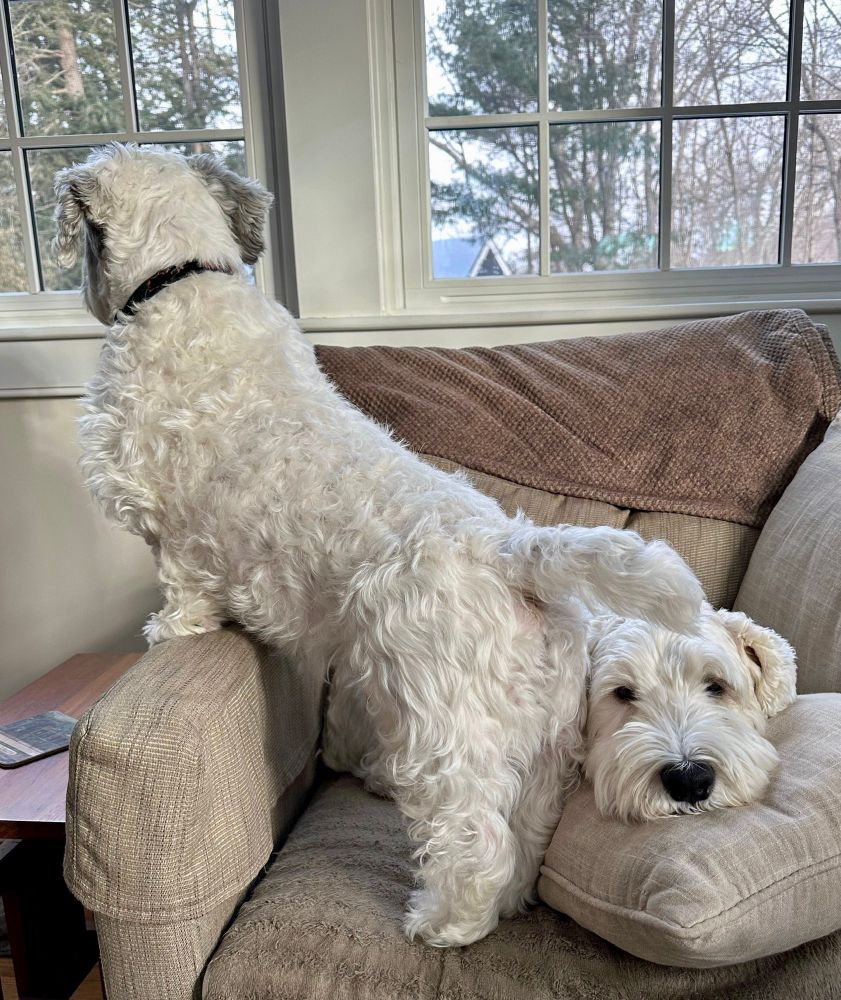 Two Sealyham Terriers on the same chair, one looking out a window and standing too close to the other.
