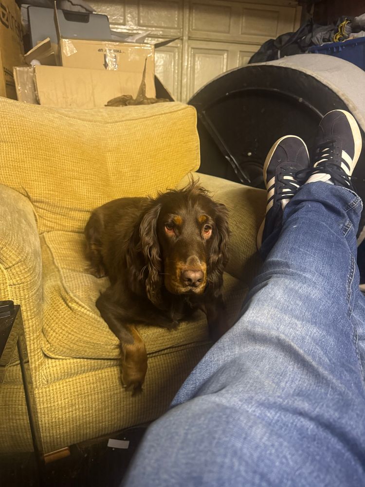 Cocker Spaniel in now her seat in the garage / in progress lad cave..
