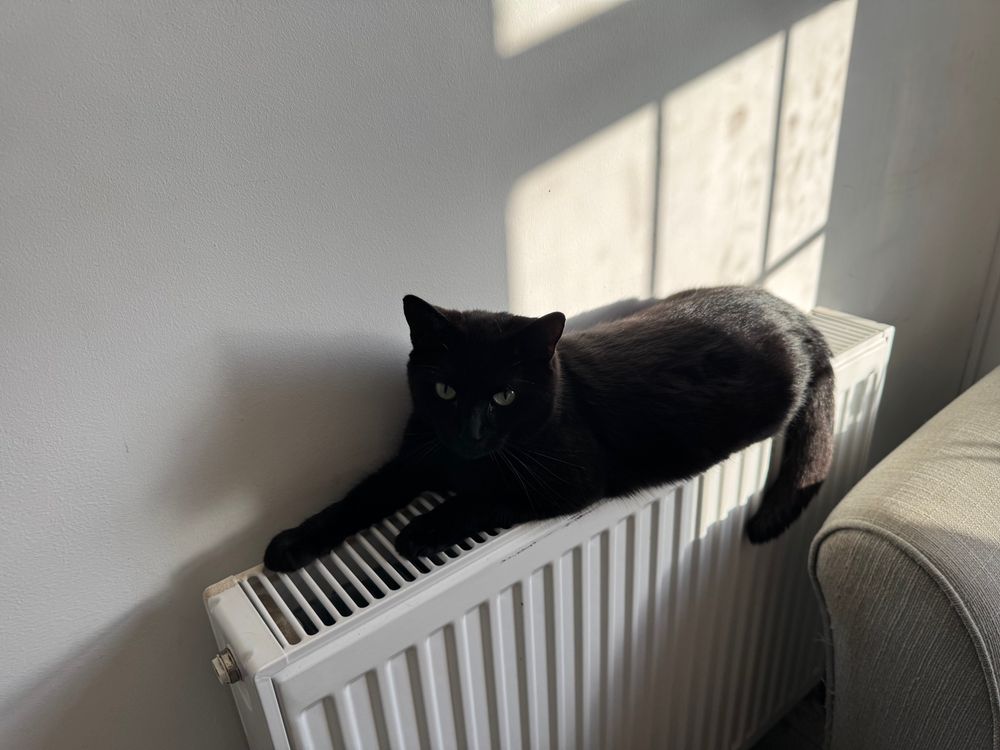 Cat on a radiator in the sun. Warmest spot in the house..