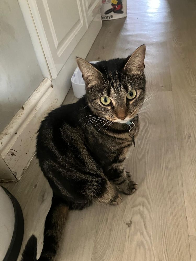 Sad looking tabby sitting on the floor