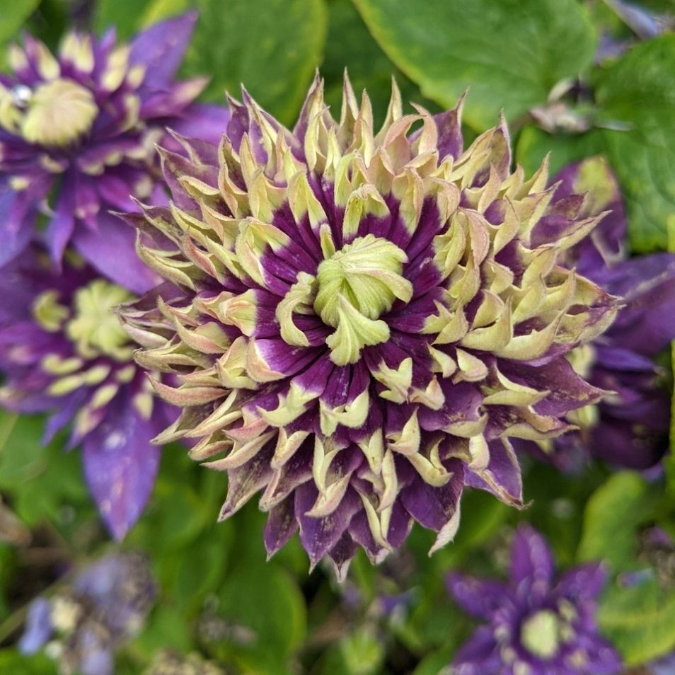 Comment image