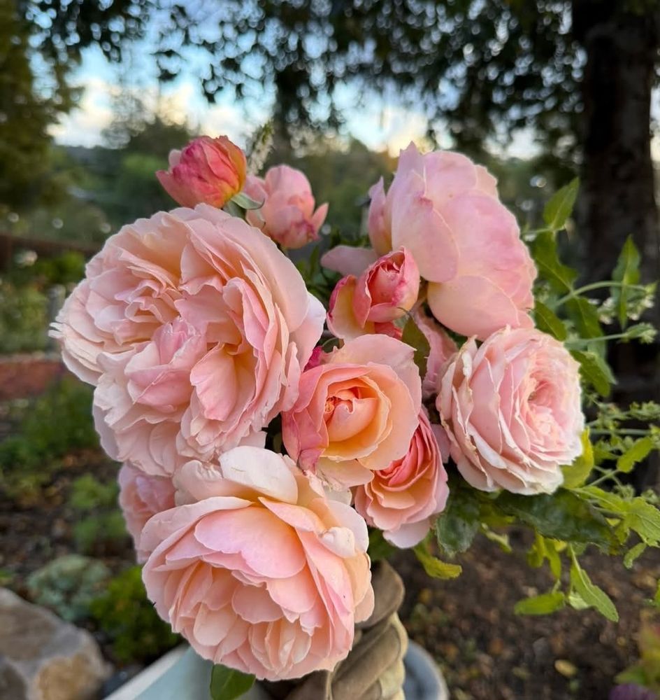 A romantic, old-fashioned shrub rose with dreamy, ever-changing color. Moonlight in Paris® opens in warm apricot-gold tones that fade gracefully to soft pink, with a glowing golden center. The blooms are full and cupped, appearing in generous clusters across the season. A moderate fruity-spice fragrance lingers in the air, adding to its charm without overwhelming. By Marie Chen
