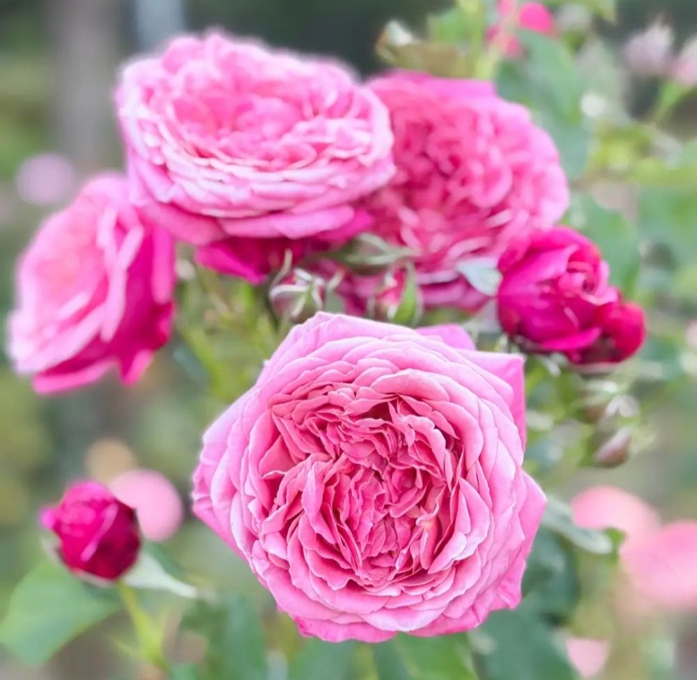 The Queen of Elegance™ Potted Rose Bush from Weeks® Roses is a regal Floribunda introduced in 2019 and bred by Tom Carruth. It bears profuse blooms of rich medium-pink that hold their color beautifully. Each blossom is very double (40–90 petals), generously scented with a classic old-rose perfume, and showcased on an upright, disease-resistant plant.