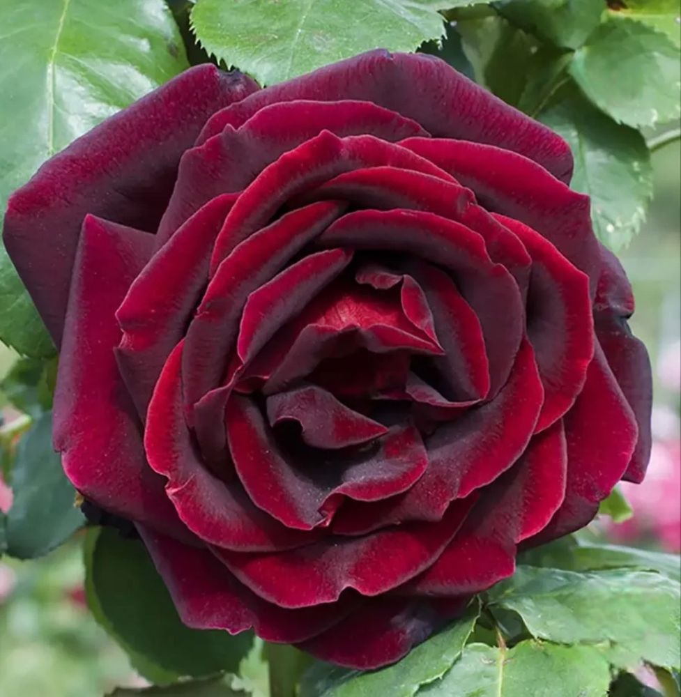Papa Meilland® is a renowned deep-crimson hybrid tea rose bred in France by Alain Meilland and introduced into the USA by Meilland International in 1963. Named in honor of Antoine “Papa” Meilland, this classic rose features lush, velvety, high-centered blooms with a rich, old-rose fragrance.  By Grace Rose Farm. 
