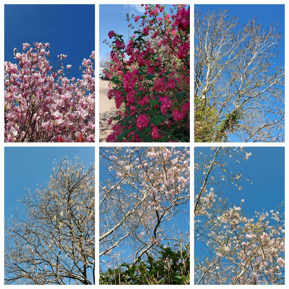 Collage of blossom and branches against blue skies.