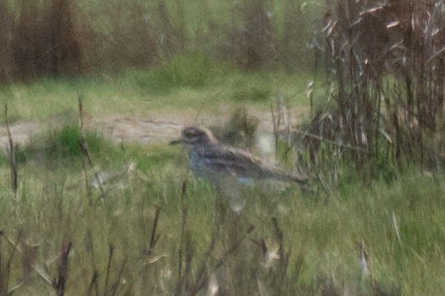 Stone curlew on the marshes