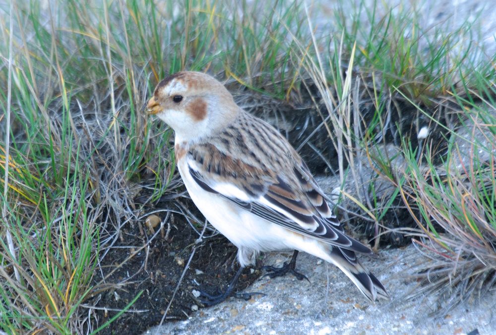 Male Snow bunting foraging on the sea wall