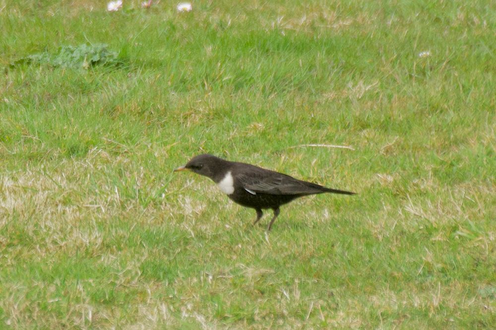 Male Ring Ouzel