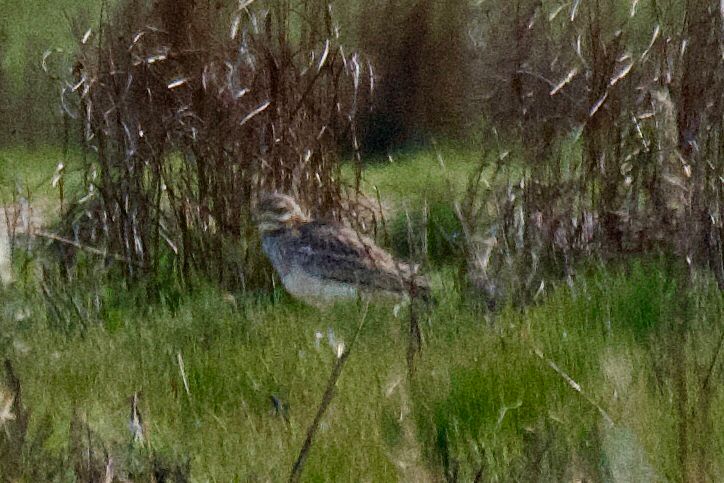 Stone curlew on the marshes