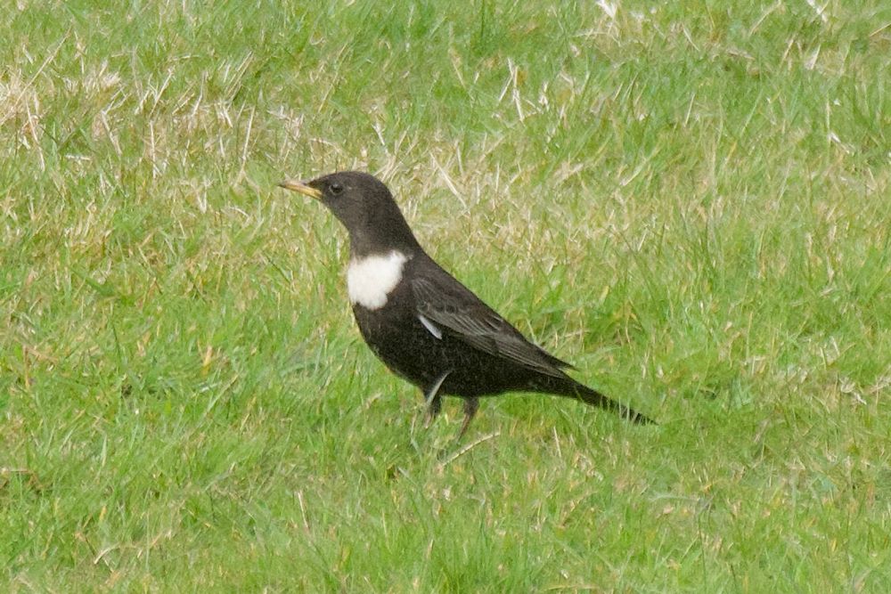 Male Ring Ouzel 
