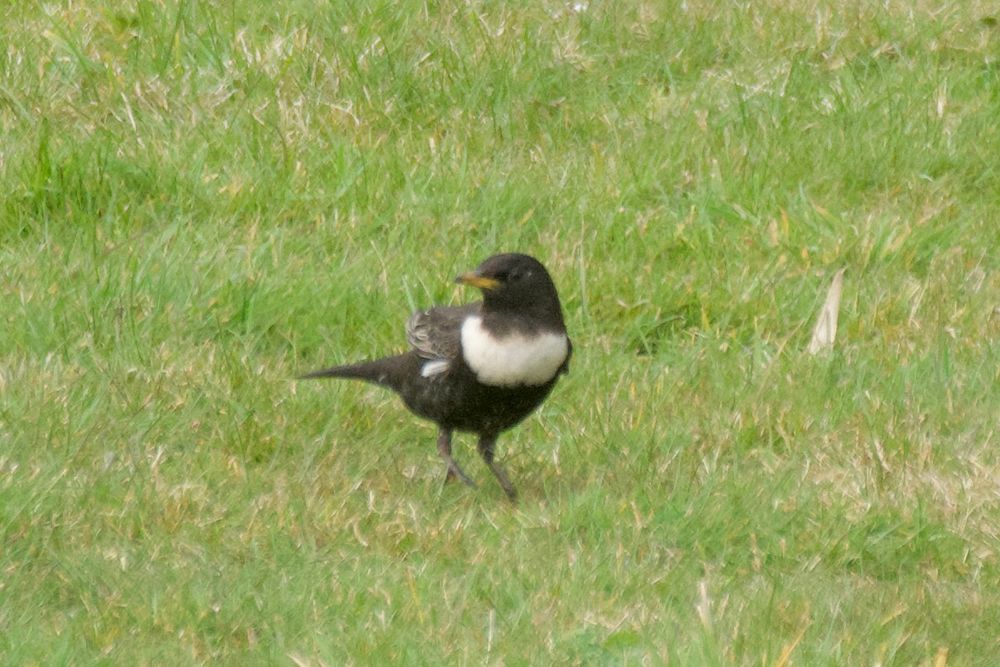 Male Ring Ouzel