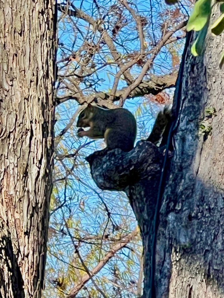 Squirrel sitting in a tree eating a nut