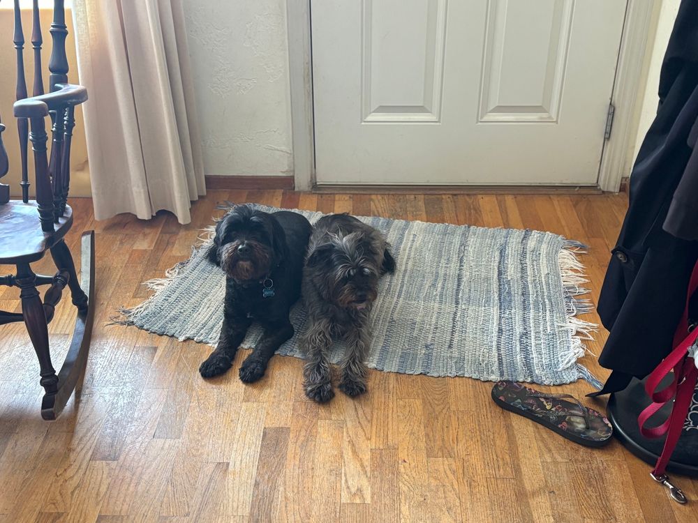 Two adorable small black dogs laying next to one another on a tasteful blue doormat near a white door.
