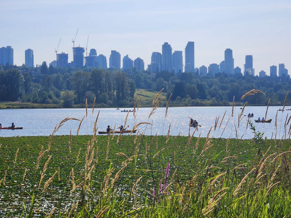 A sunny day on the lake with silhouettes of canoes and paddle boats. A line of tall buildings are in the background. Tall grasses are in the foreground.