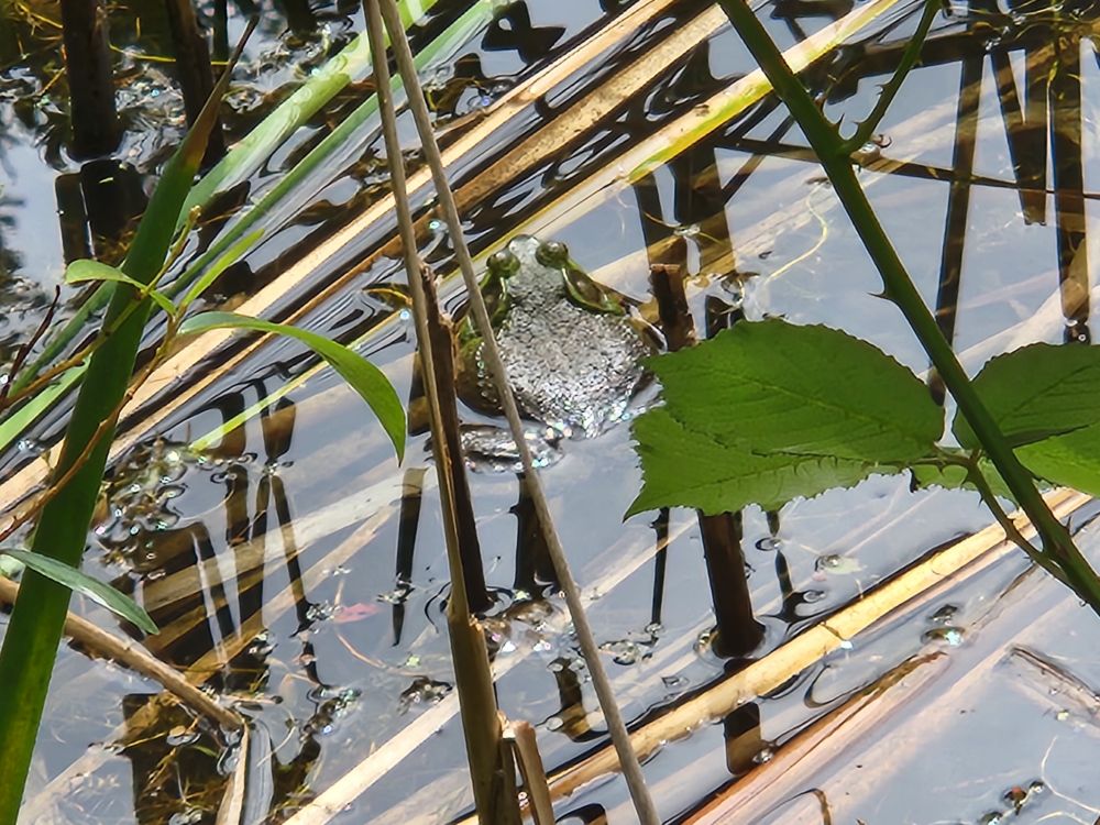 A frog sits in cool water among the reeds. He's waiting. Or maybe just thinking.