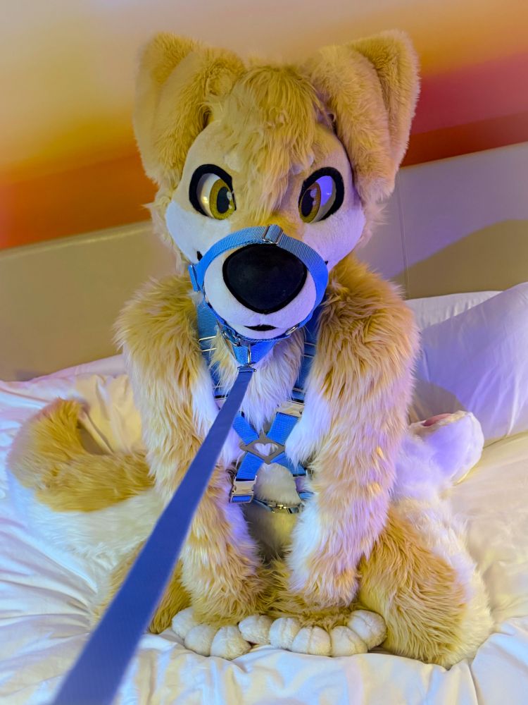 Custard in fullsuit on a bed with a harness and leash pulled toward the viewer