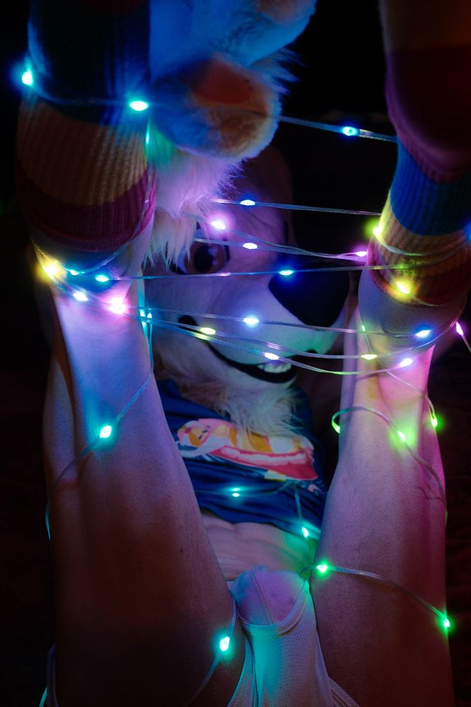 Custard in underwear tangled in a light strip