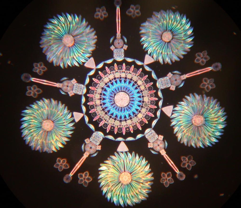 arranged diatoms from Victorian era