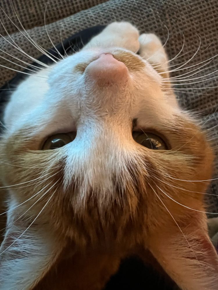 Nahaufnahme von einem rotweissen Kater, der direkt nach oben in die Kamera schaut