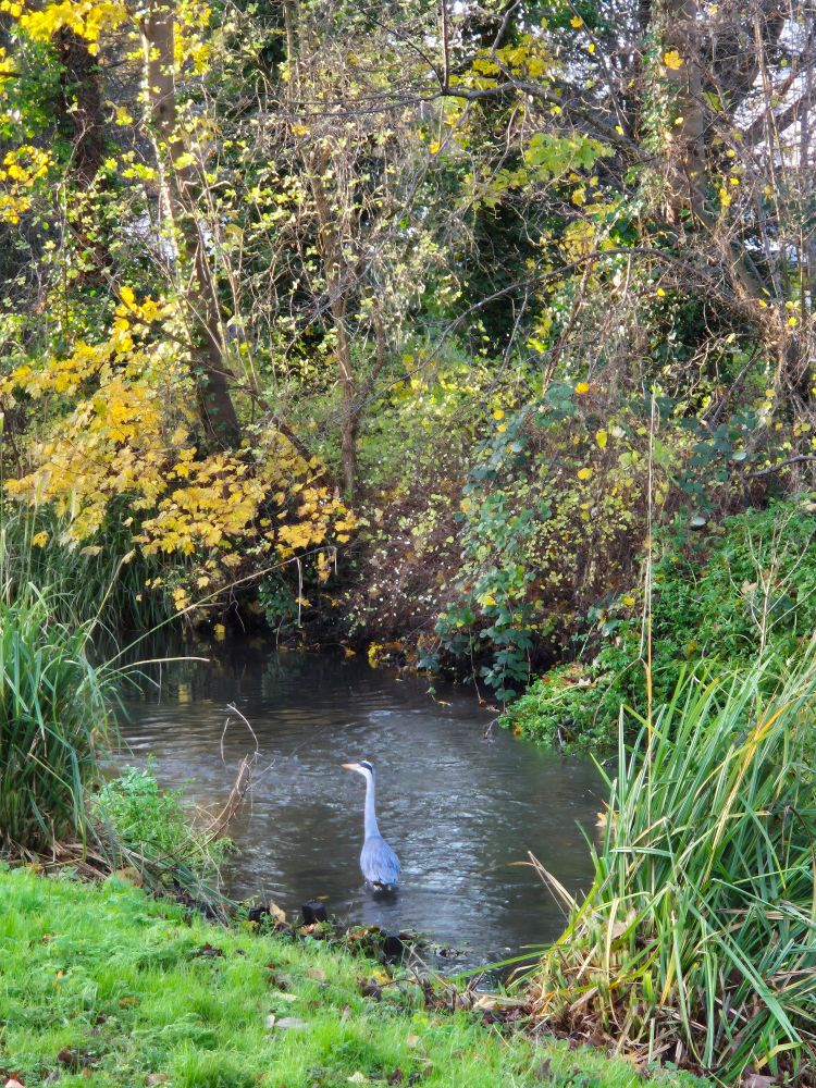 A heron in the middle of a stream. Trees of green and yellow surrounding it 